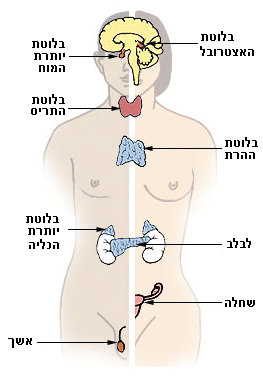 בלוטות המערכת האנדוקרינית בגוף - יותרת המוח, התריס, יותרת הכליה, הלבלב והגונדות