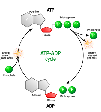 מעגל ATP-ADP - האנרגיה נאגרת בקשר זרחני נוסף (ATP) ומשתחררת בפירוקו חזרה ל-ADP; זהו "מטבע האנרגיה" של התא.