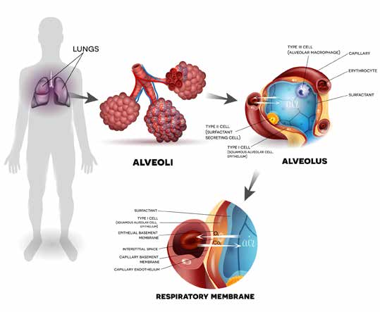 נאדיות הריאה והקרום הנשימתי (Respiratory Membrane) - שם מתבצע שחלוף הגזים