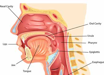 חלל הפה, הלוע (nasopharynx/oropharynx/laryngopharynx) והאפיגלוטיס